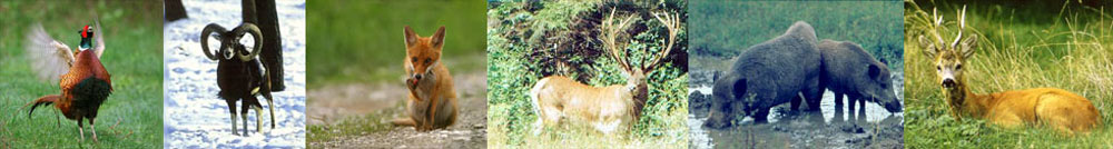 Vad�szati Port�l